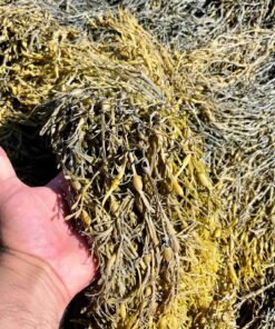 Local Maine Seaweed (Rockweed) – 1 lb
